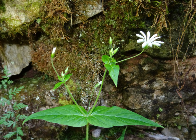 Stellaria nemorum subsp. nemorum / Centocchio dei boschi